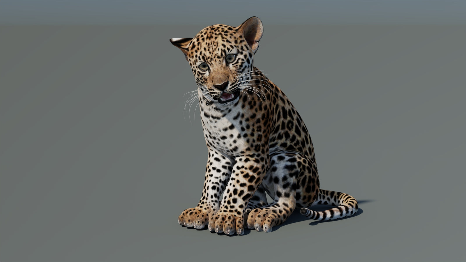 Animated Leopard Cub 3D Model 360° view 2 frame 35