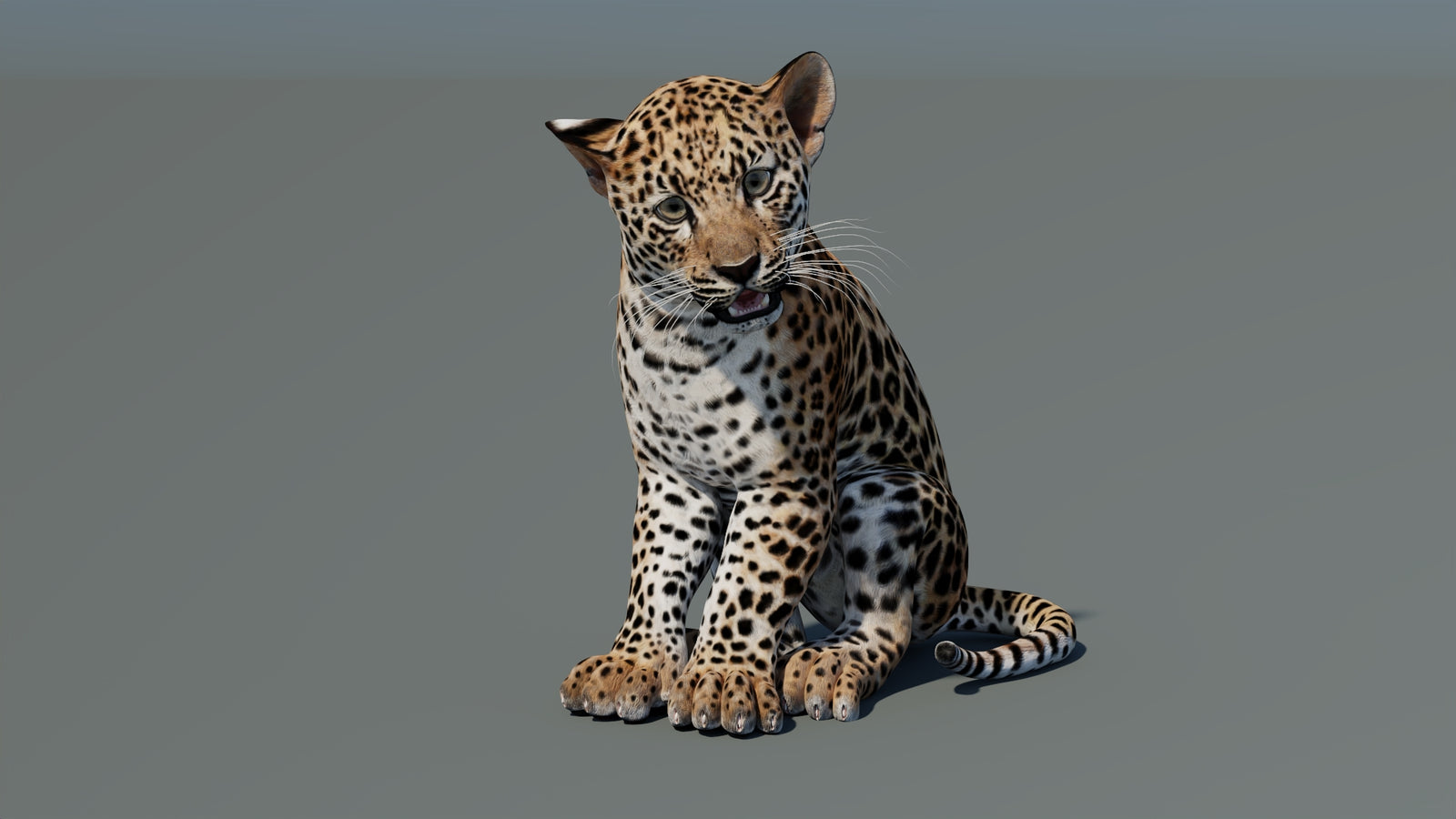 Animated Leopard Cub 3D Model 360° view 2 frame 36