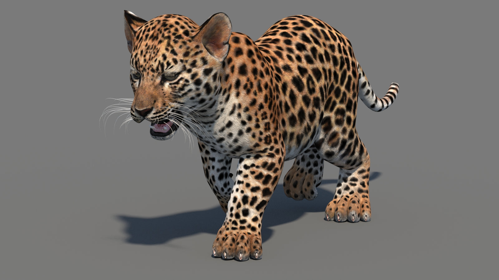 Animated Leopard Cub 3D Model 360° view 3 frame 5