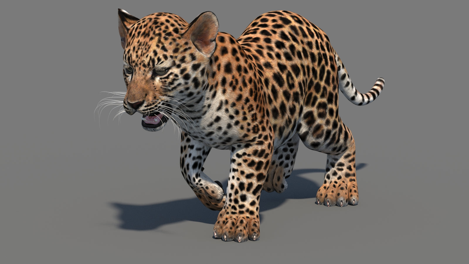 Animated Leopard Cub 3D Model 360° view 3 frame 7