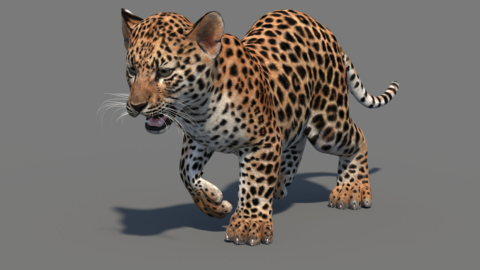 Animated Leopard Cub 3D Model 360° view 3 frame 8