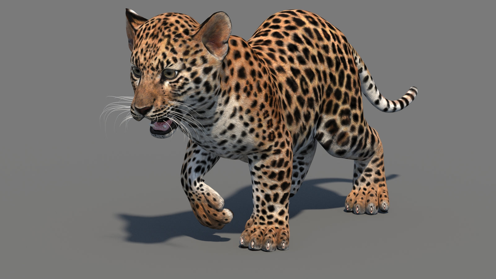 Animated Leopard Cub 3D Model 360° view 3 frame 9