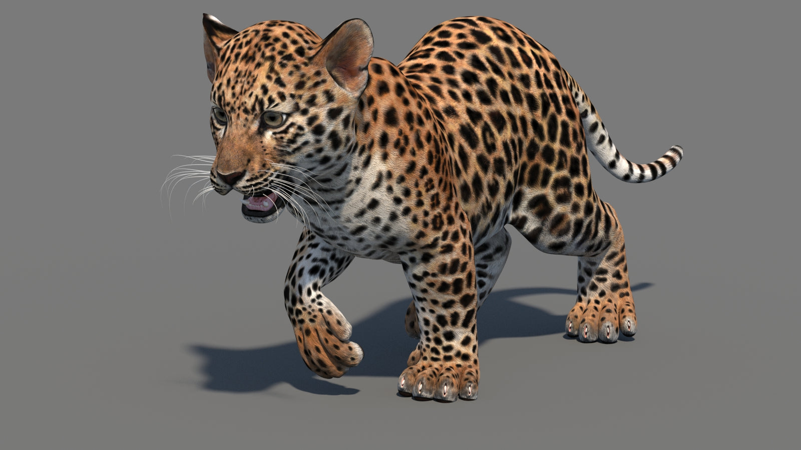 Animated Leopard Cub 3D Model 360° view 3 frame 10