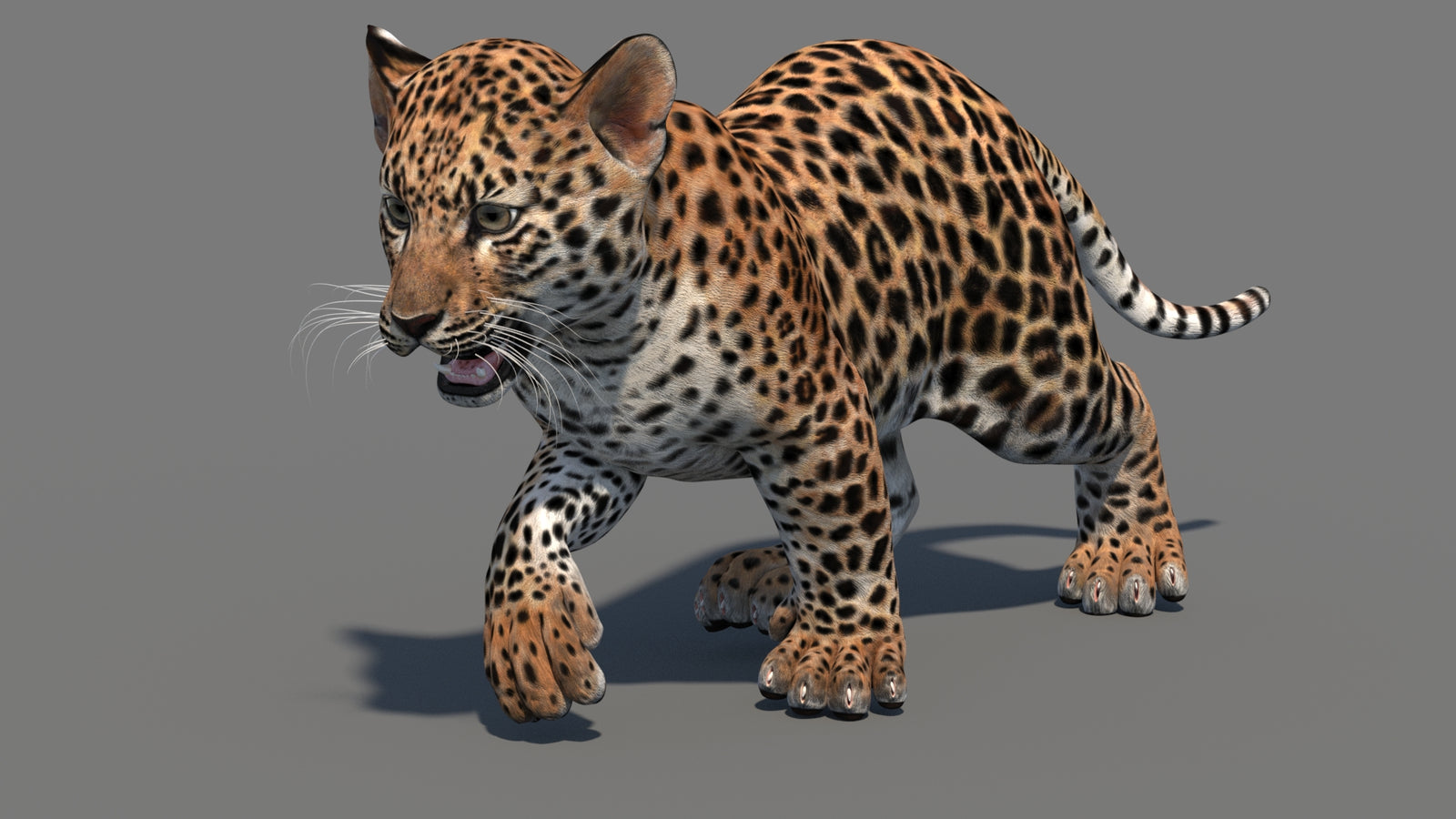 Animated Leopard Cub 3D Model 360° view 3 frame 12