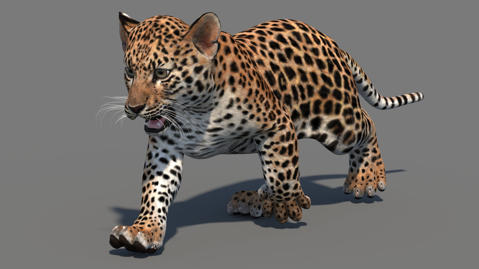 Animated Leopard Cub 3D Model 360° view 3 frame 19