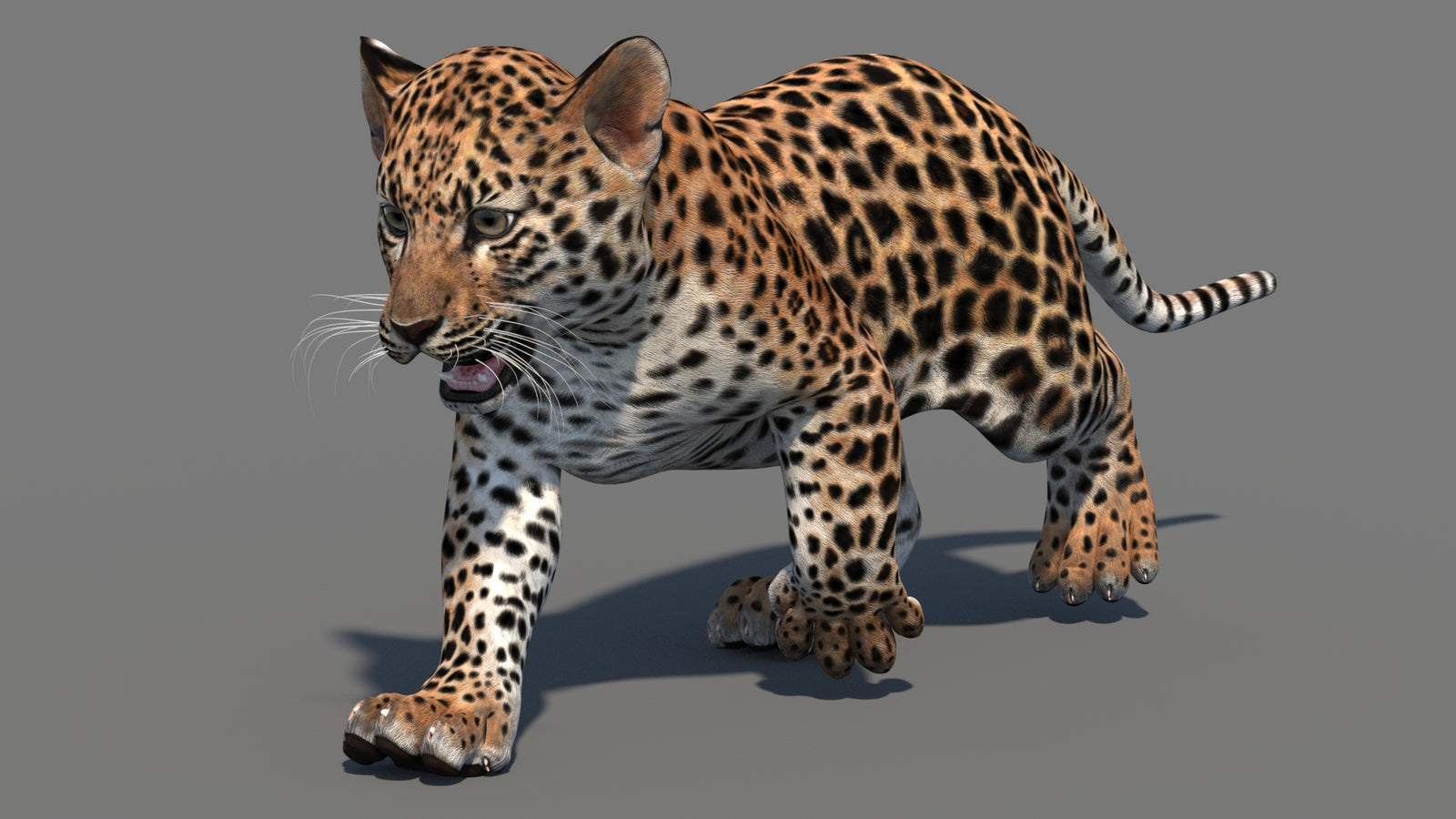 Animated Leopard Cub 3D Model 360° view 3 frame 20