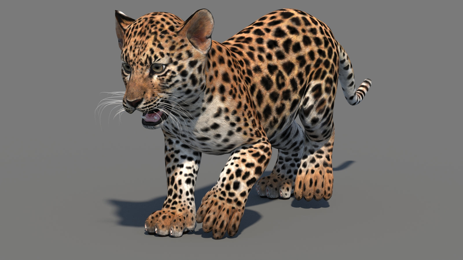 Animated Leopard Cub 3D Model 360° view 3 frame 26