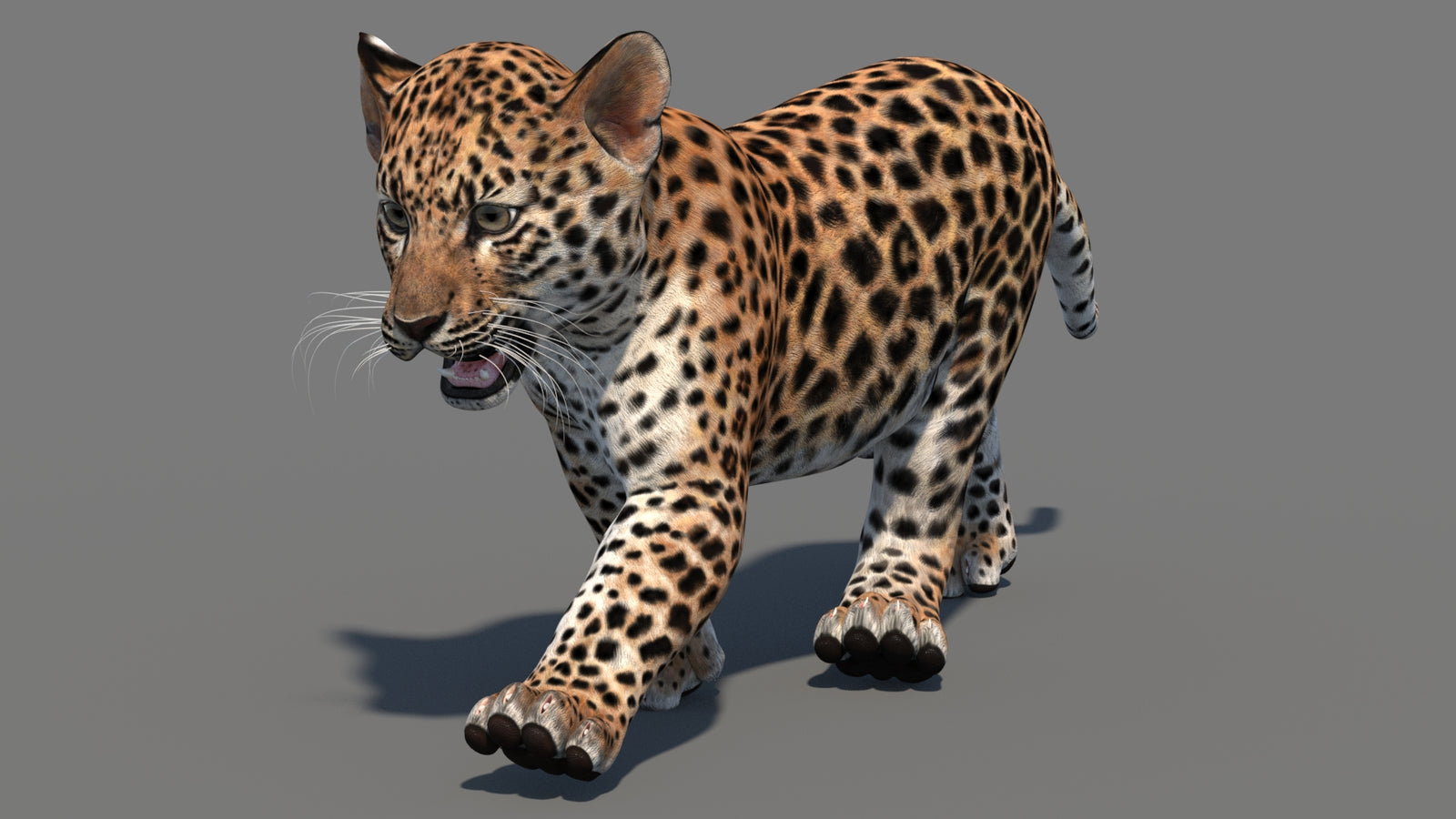 Animated Leopard Cub 3D Model 360° view 3 frame 32