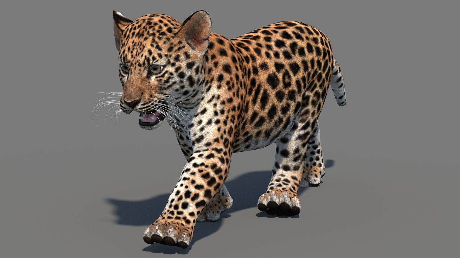 Animated Leopard Cub 3D Model 360° view 3 frame 33