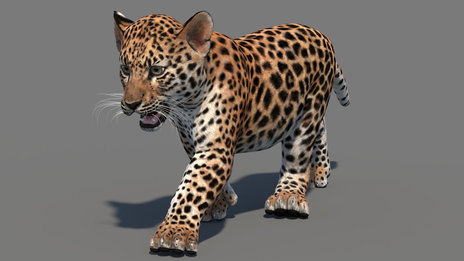 Animated Leopard Cub 3D Model 360° view 3 frame 34