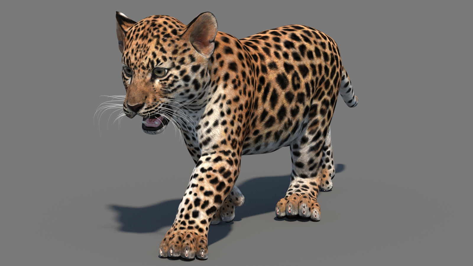 Animated Leopard Cub 3D Model 360° view 3 frame 35