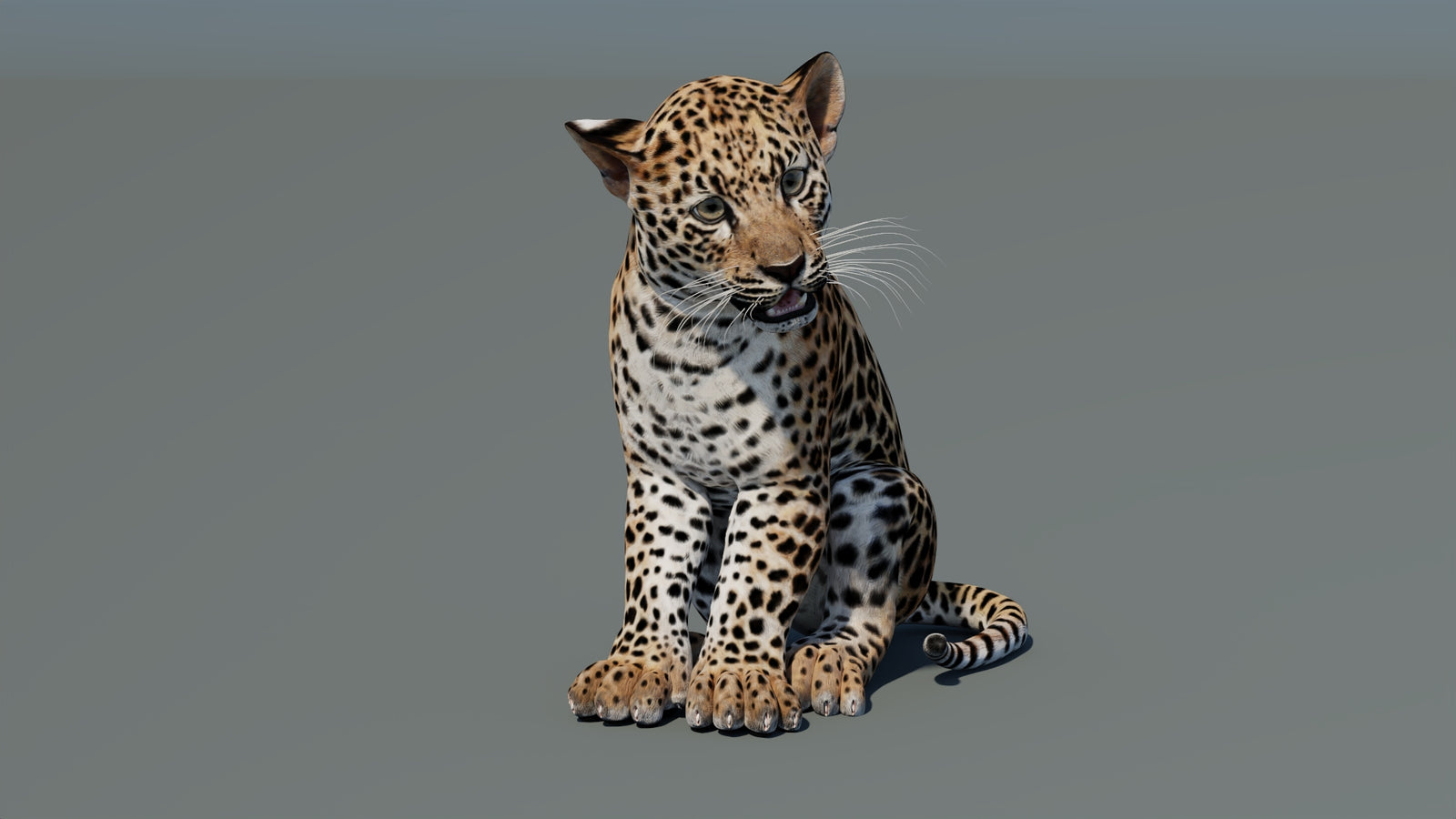 Rigged Leopard Cub 3D Model 360° view 1 frame 1