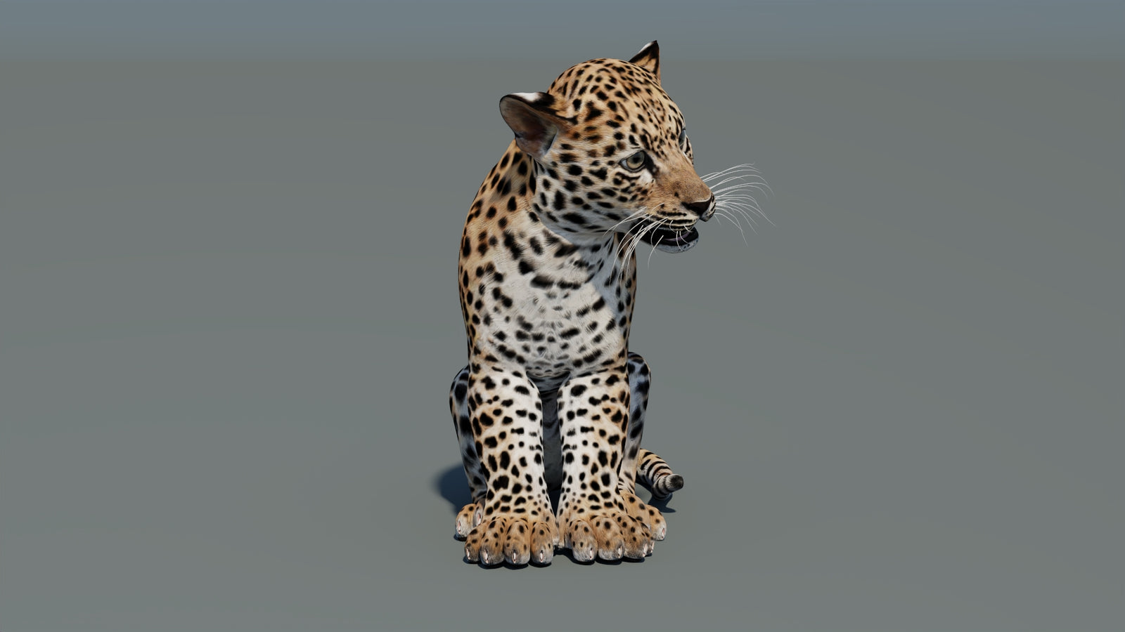 Rigged Leopard Cub 3D Model 360° view 1 frame 4
