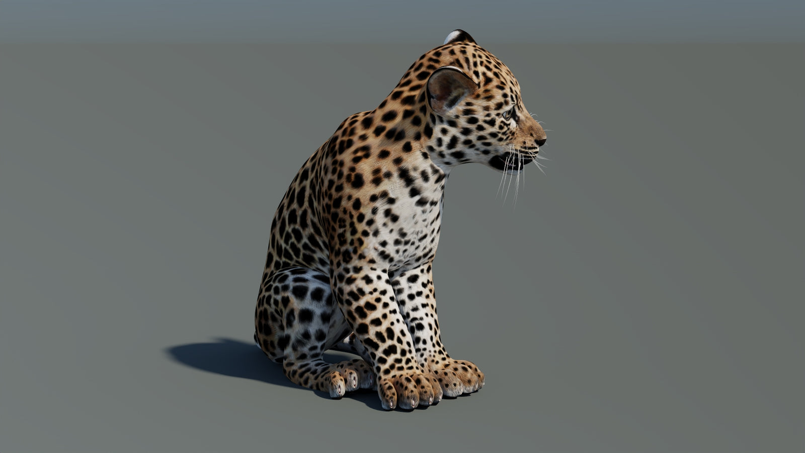 Rigged Leopard Cub 3D Model 360° view 1 frame 8