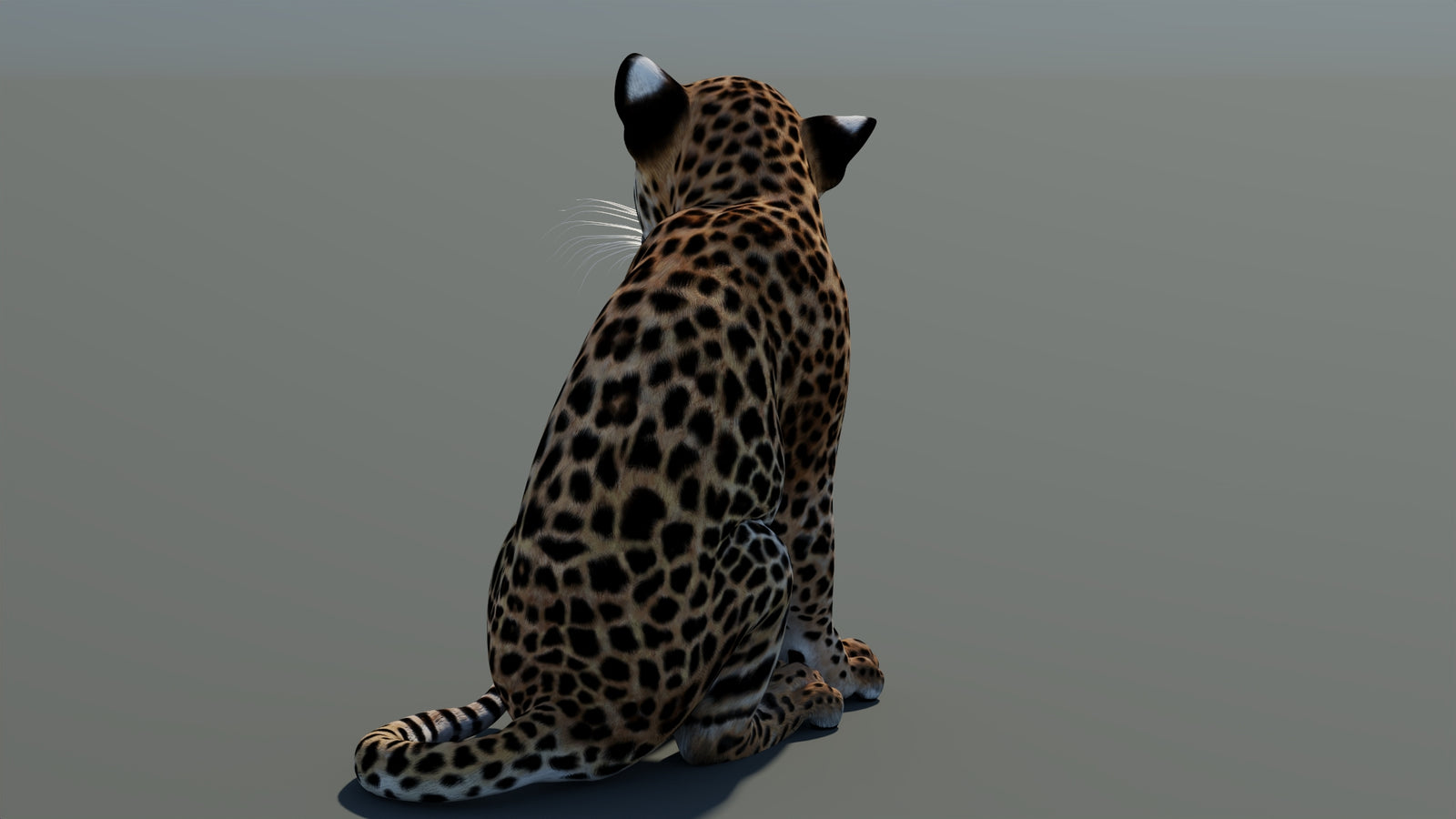 Rigged Leopard Cub 3D Model 360° view 1 frame 19