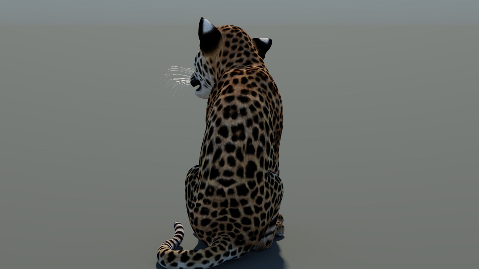 Rigged Leopard Cub 3D Model 360° view 1 frame 21