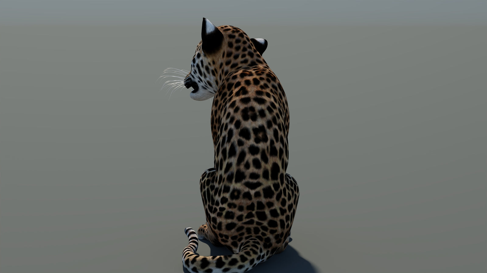 Rigged Leopard Cub 3D Model 360° view 1 frame 22