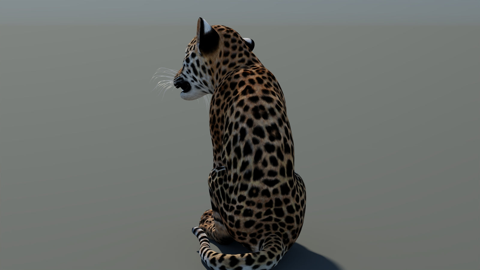 Rigged Leopard Cub 3D Model 360° view 1 frame 23