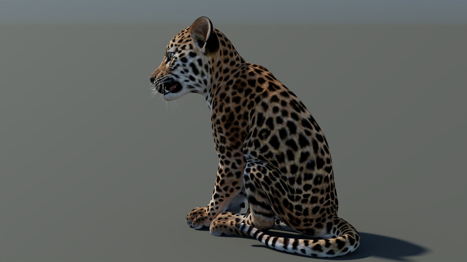 Rigged Leopard Cub 3D Model 360° view 1 frame 27