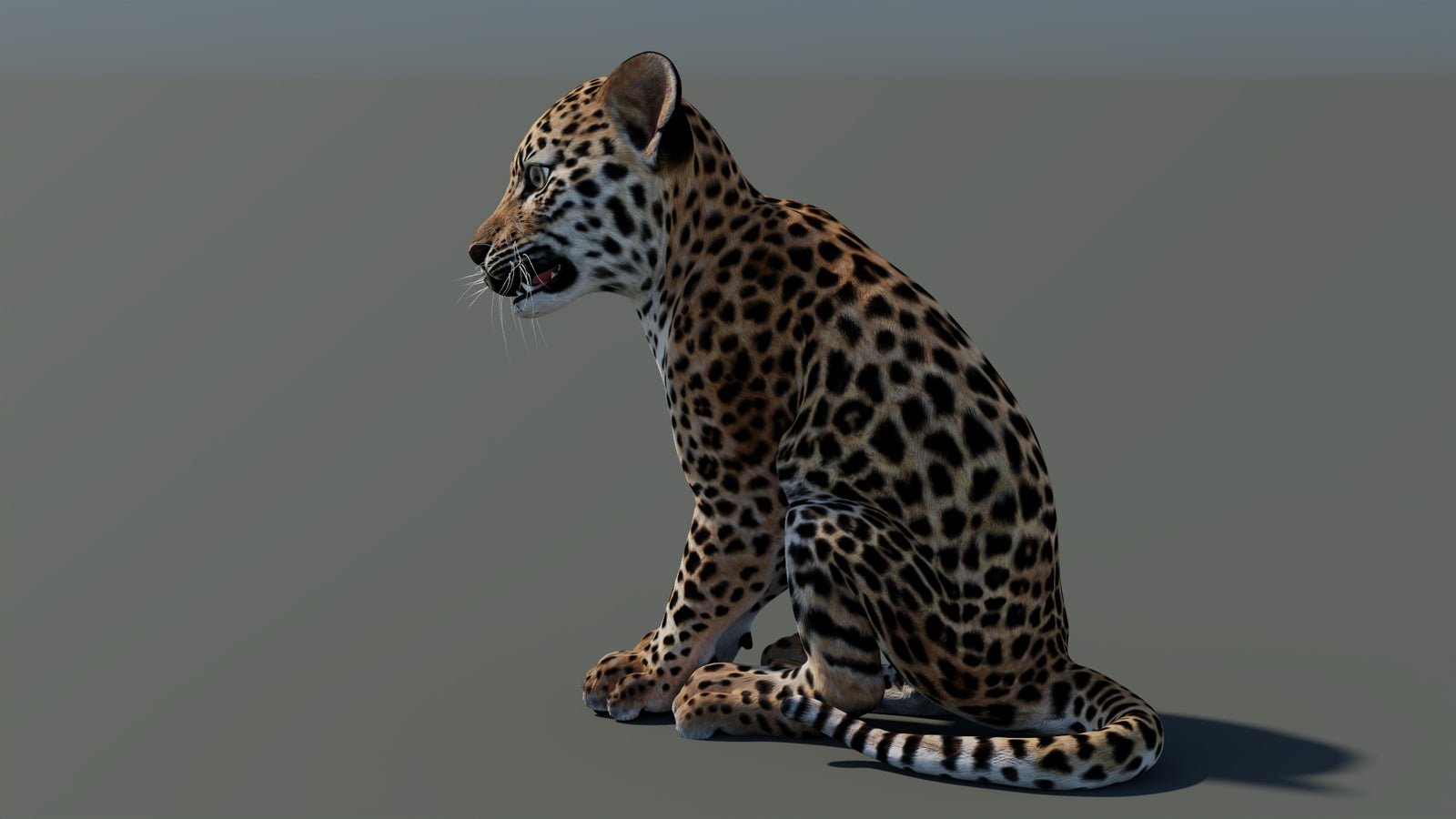 Rigged Leopard Cub 3D Model 360° view 1 frame 28
