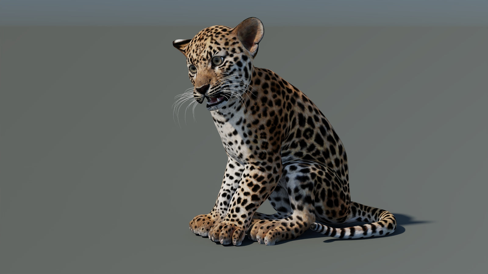 Rigged Leopard Cub 3D Model 360° view 1 frame 33