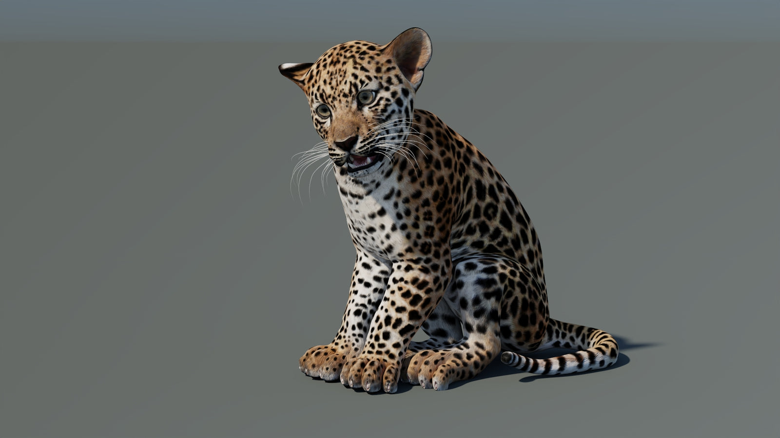 Rigged Leopard Cub 3D Model 360° view 1 frame 34