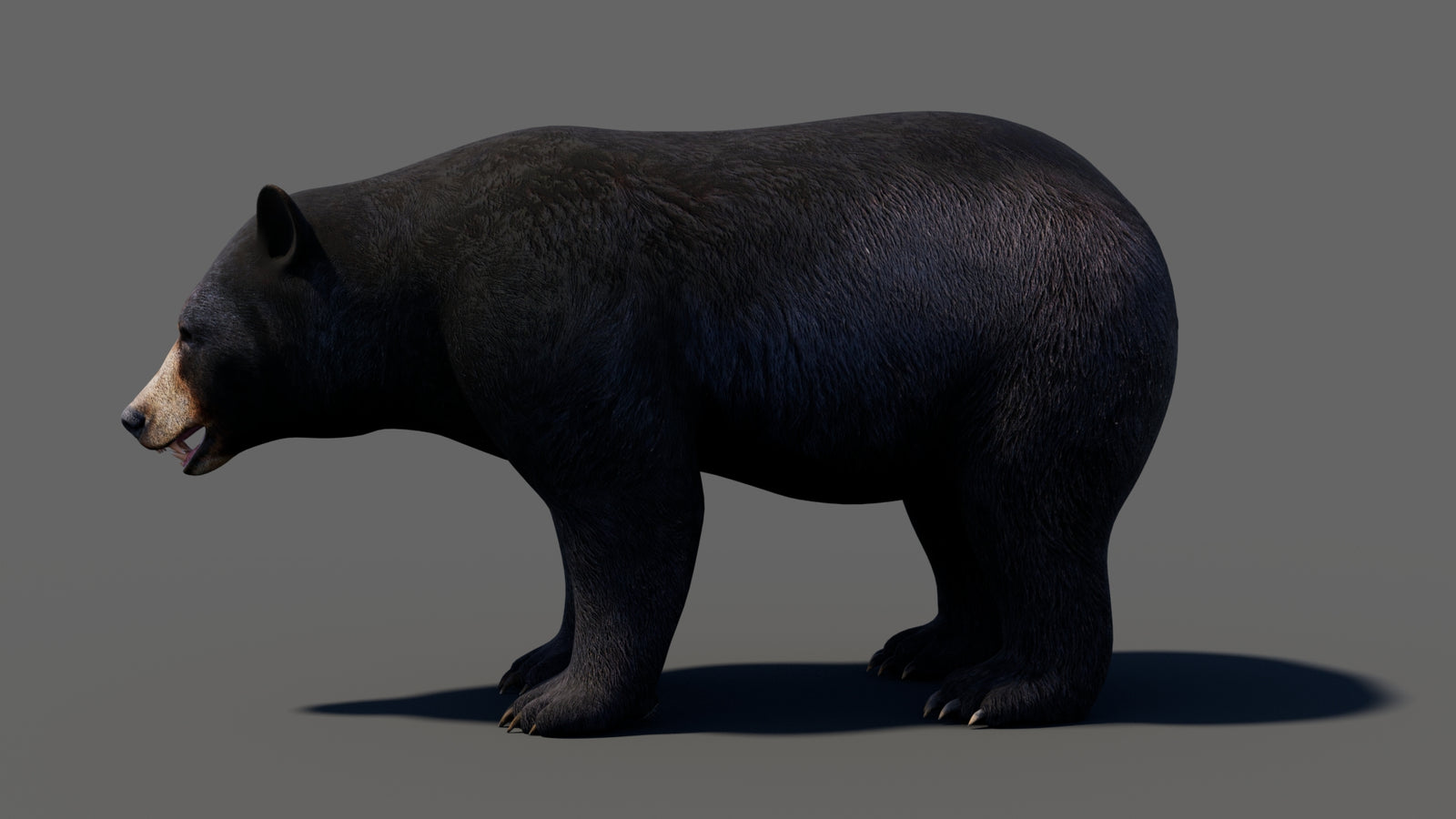 Animated Black Bear 3D Model 360° view 1 frame 1