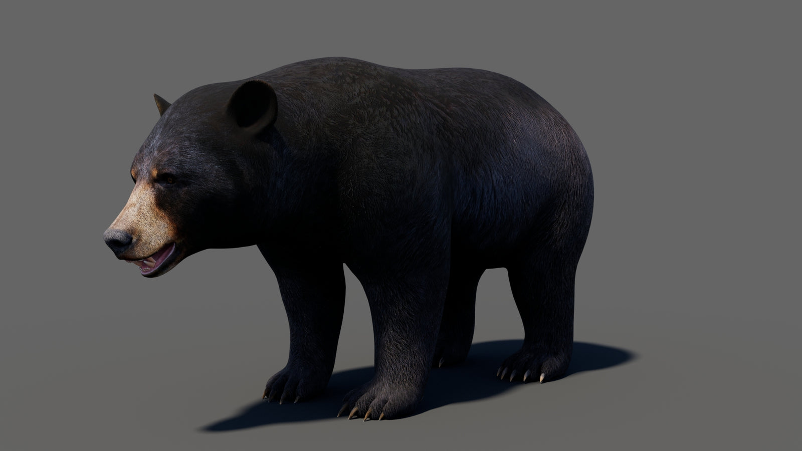 Animated Black Bear 3D Model 360° view 1 frame 5