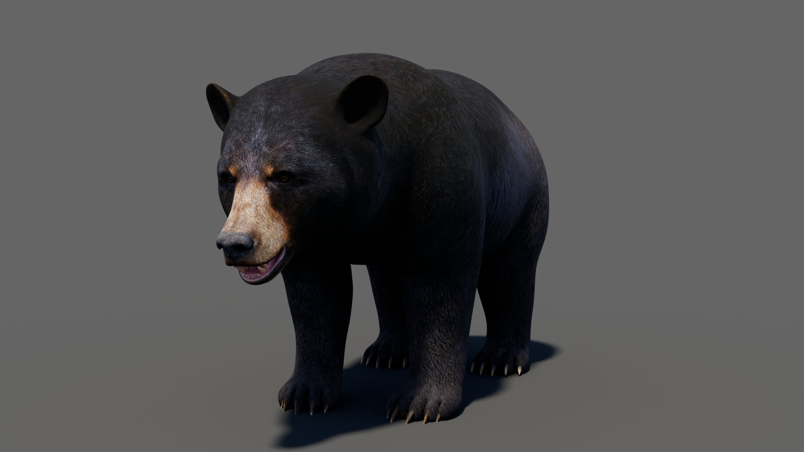 Animated Black Bear 3D Model 360° view 1 frame 7