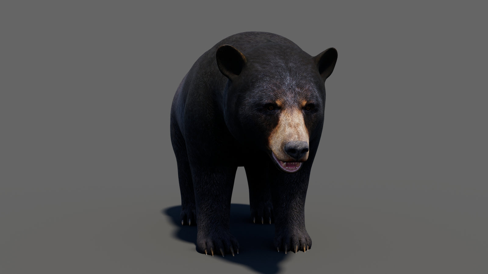 Animated Black Bear 3D Model 360° view 1 frame 10