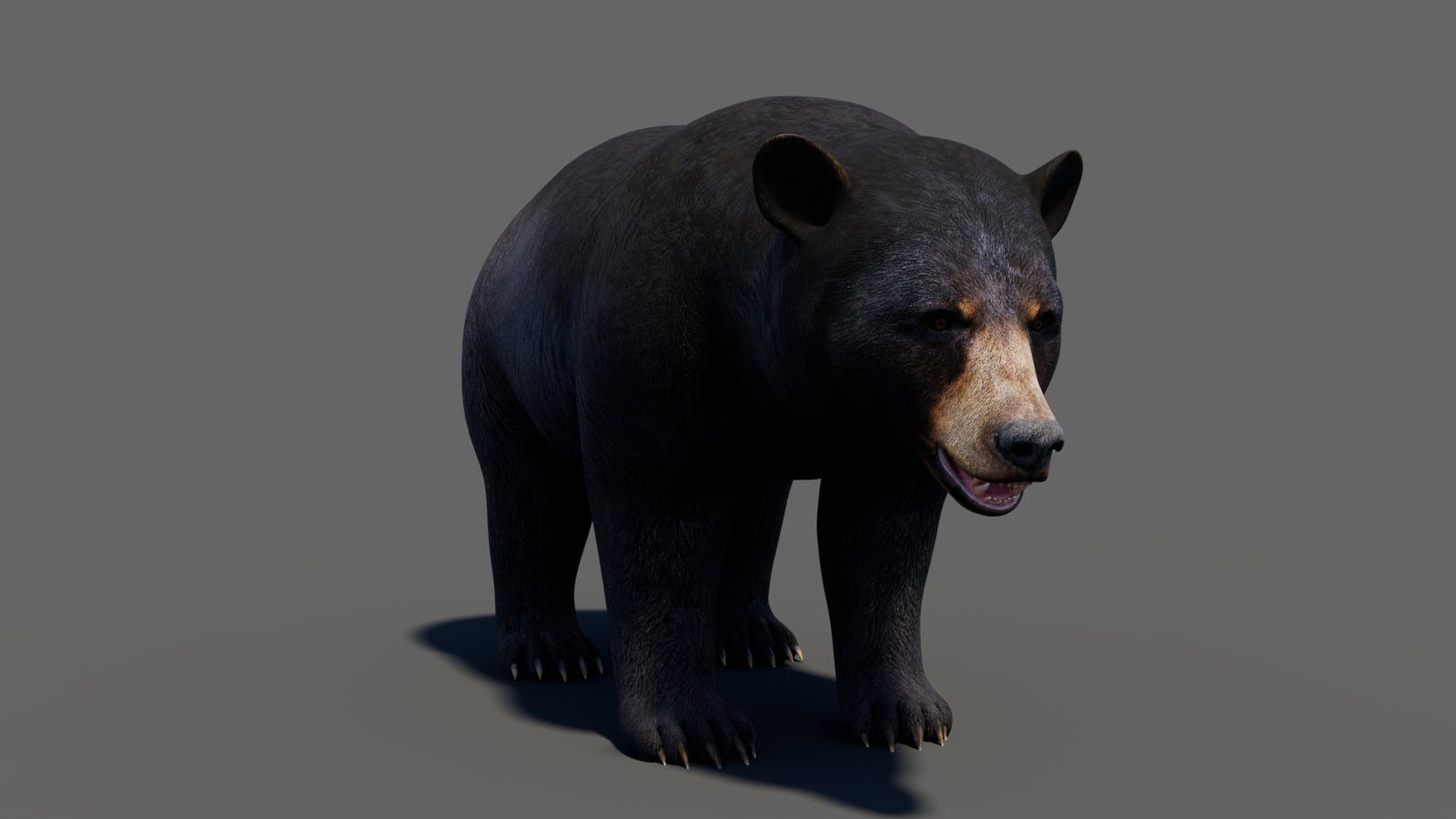 Animated Black Bear 3D Model 360° view 1 frame 11