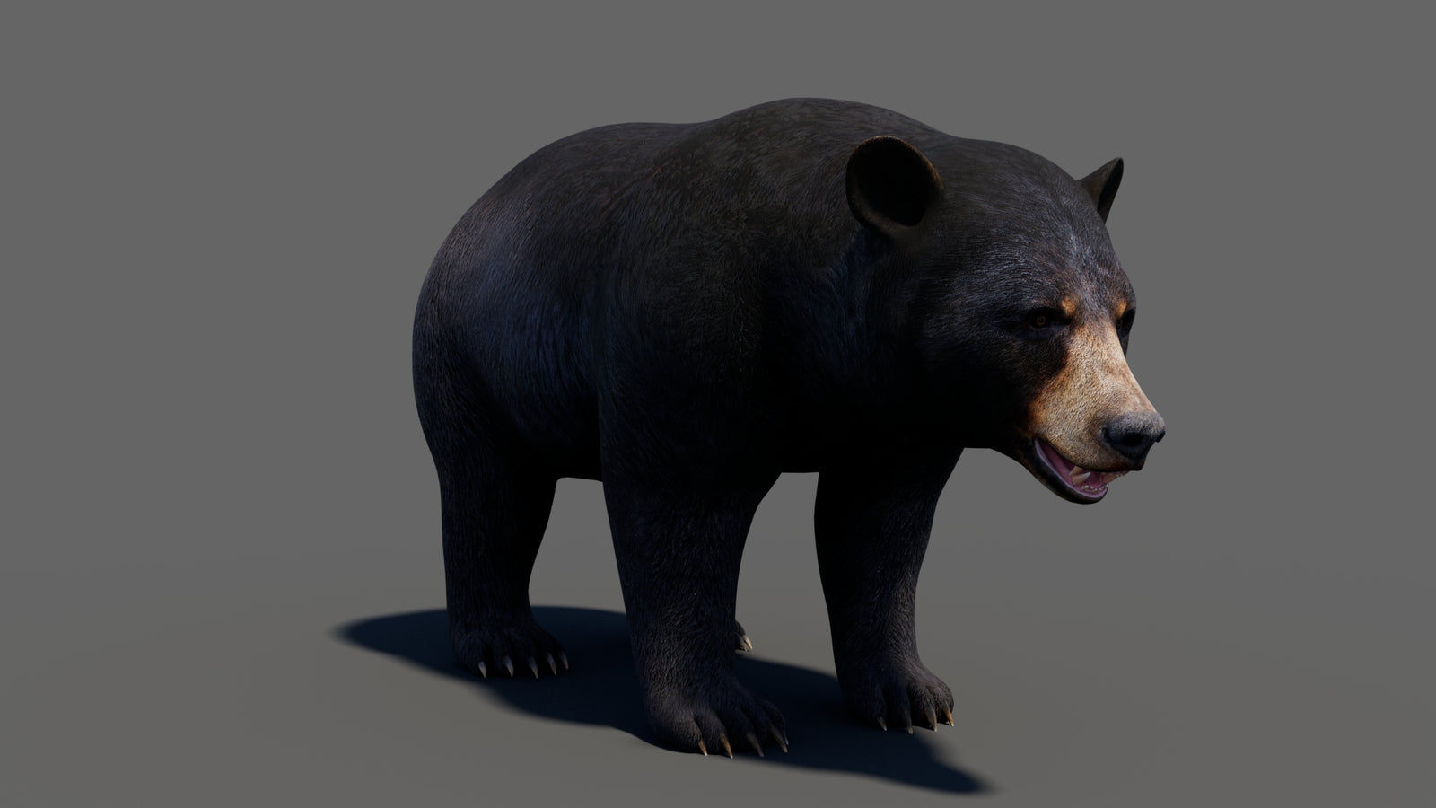 Animated Black Bear 3D Model 360° view 1 frame 12