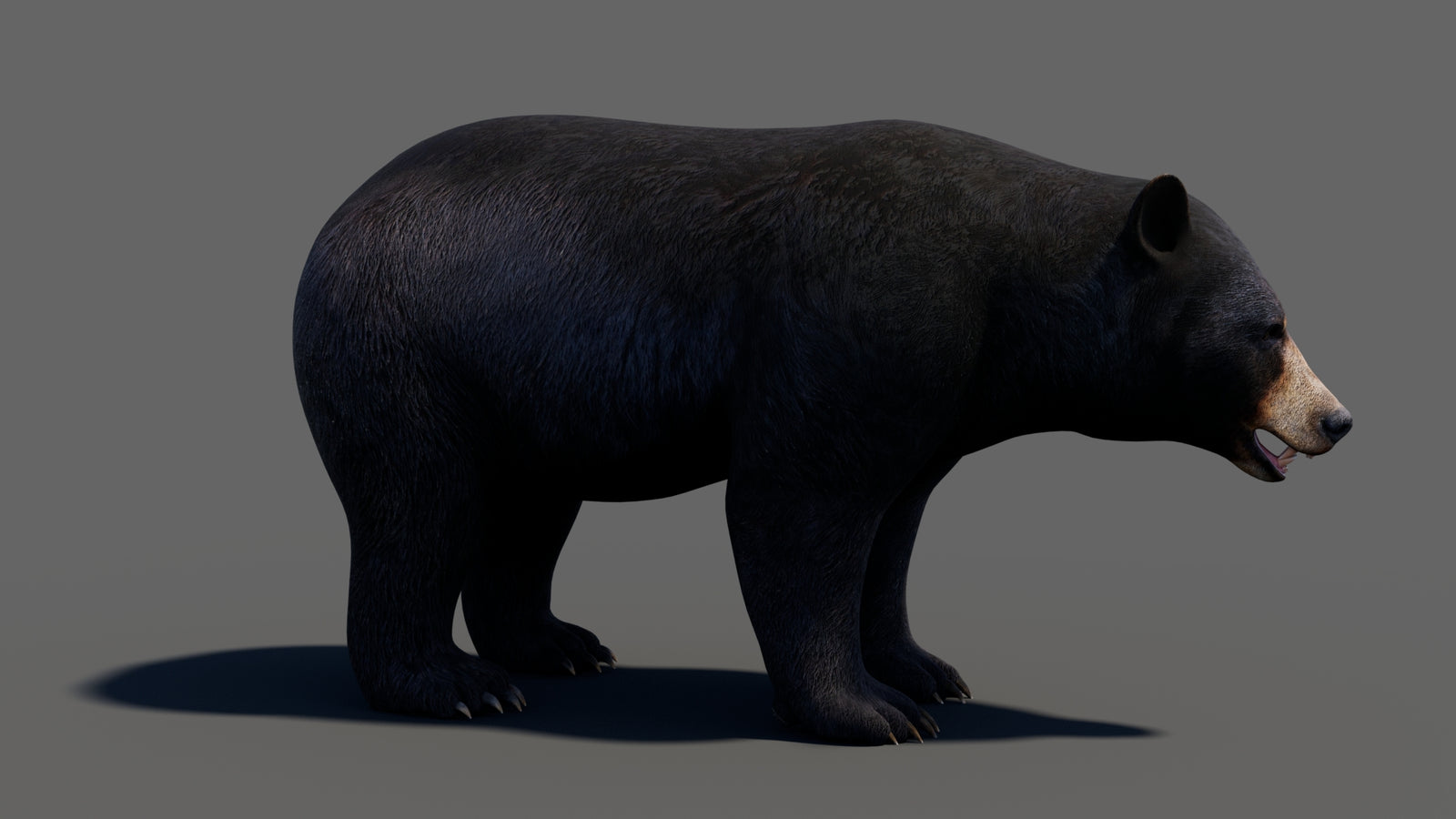 Animated Black Bear 3D Model 360° view 1 frame 16