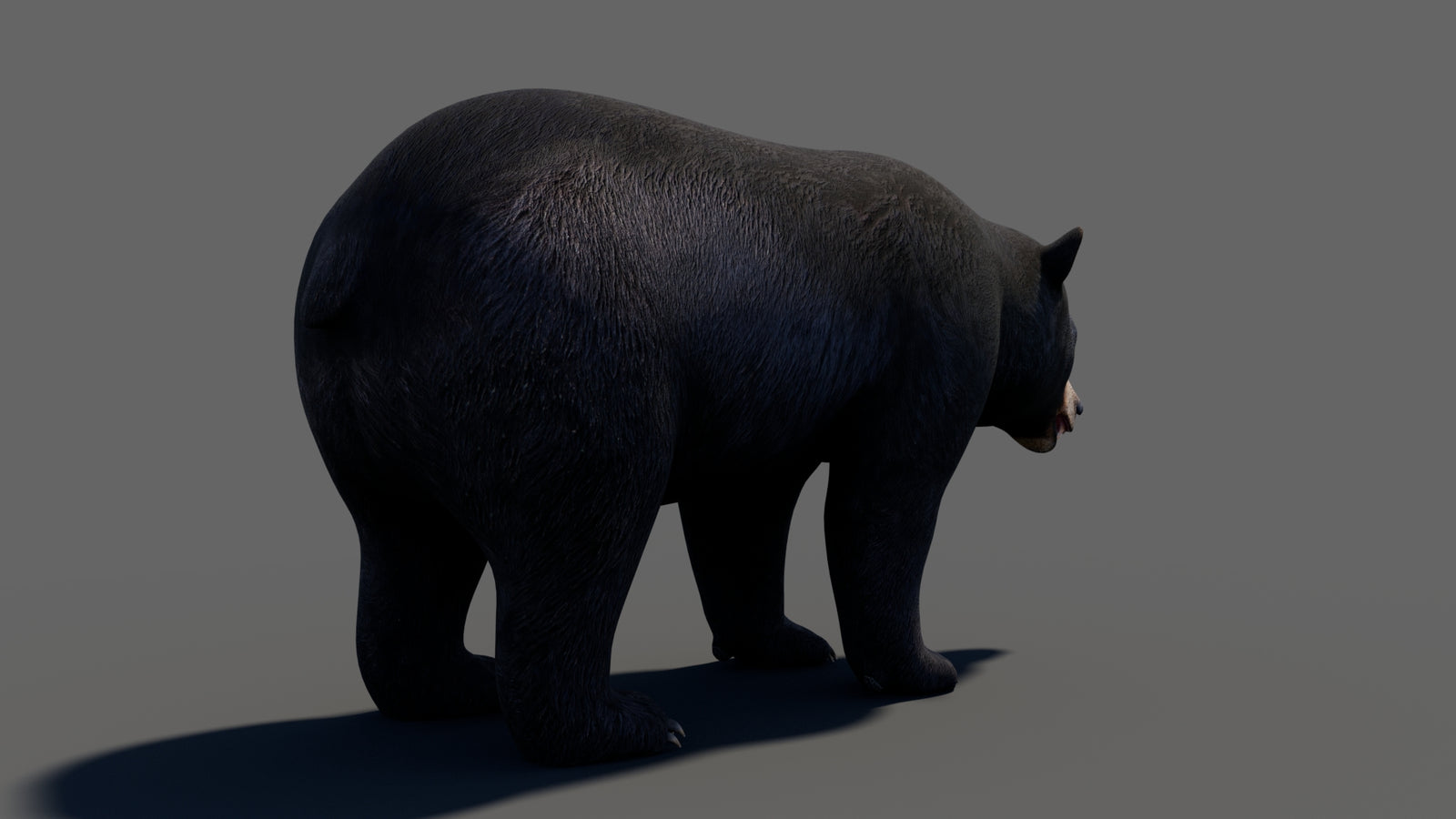 Animated Black Bear 3D Model 360° view 1 frame 22