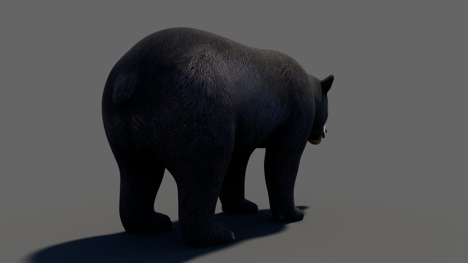 Animated Black Bear 3D Model 360° view 1 frame 23
