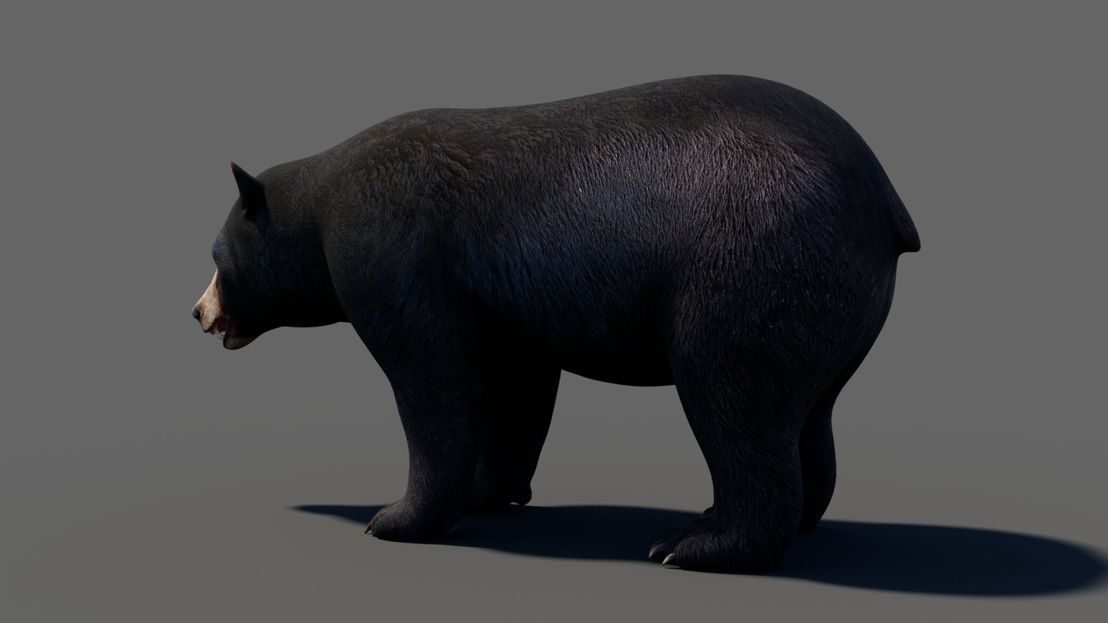 Animated Black Bear 3D Model 360° view 1 frame 34
