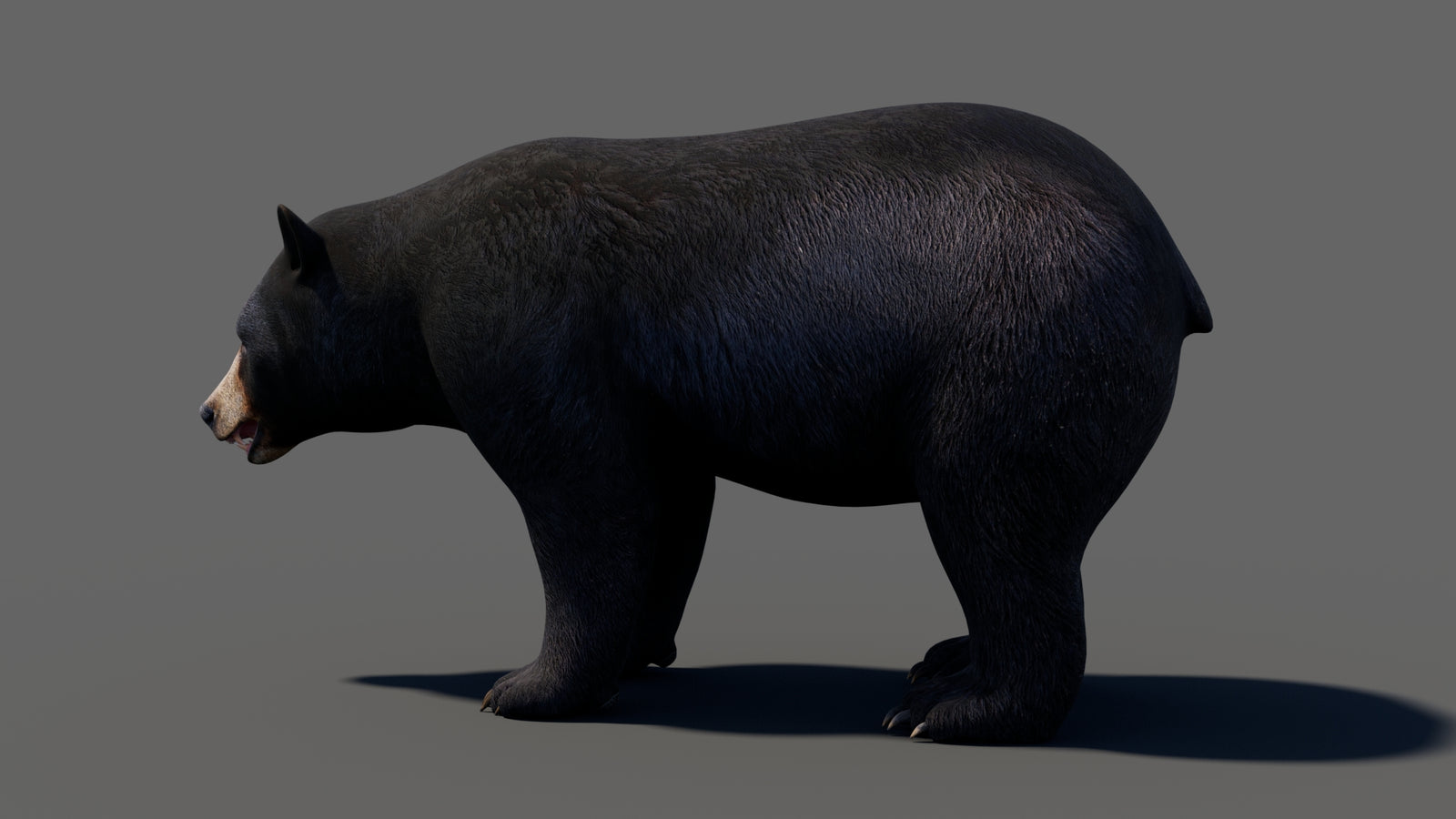 Animated Black Bear 3D Model 360° view 1 frame 35