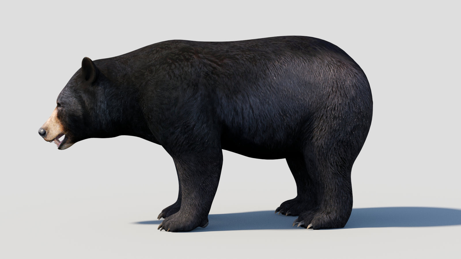 Animated Black Bear 3D Model 360° view 1 frame 1