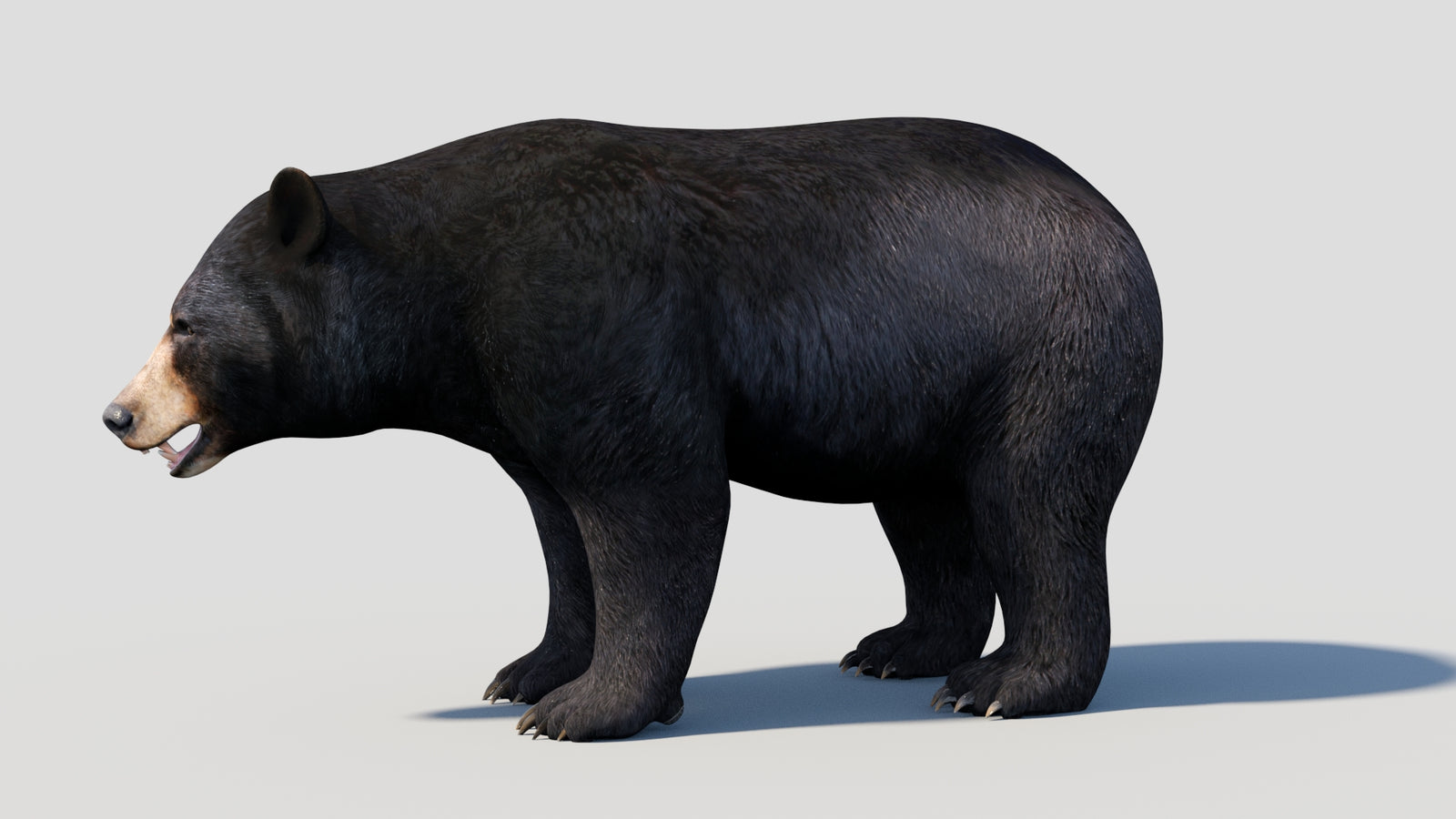 Animated Black Bear 3D Model 360° view 1 frame 2