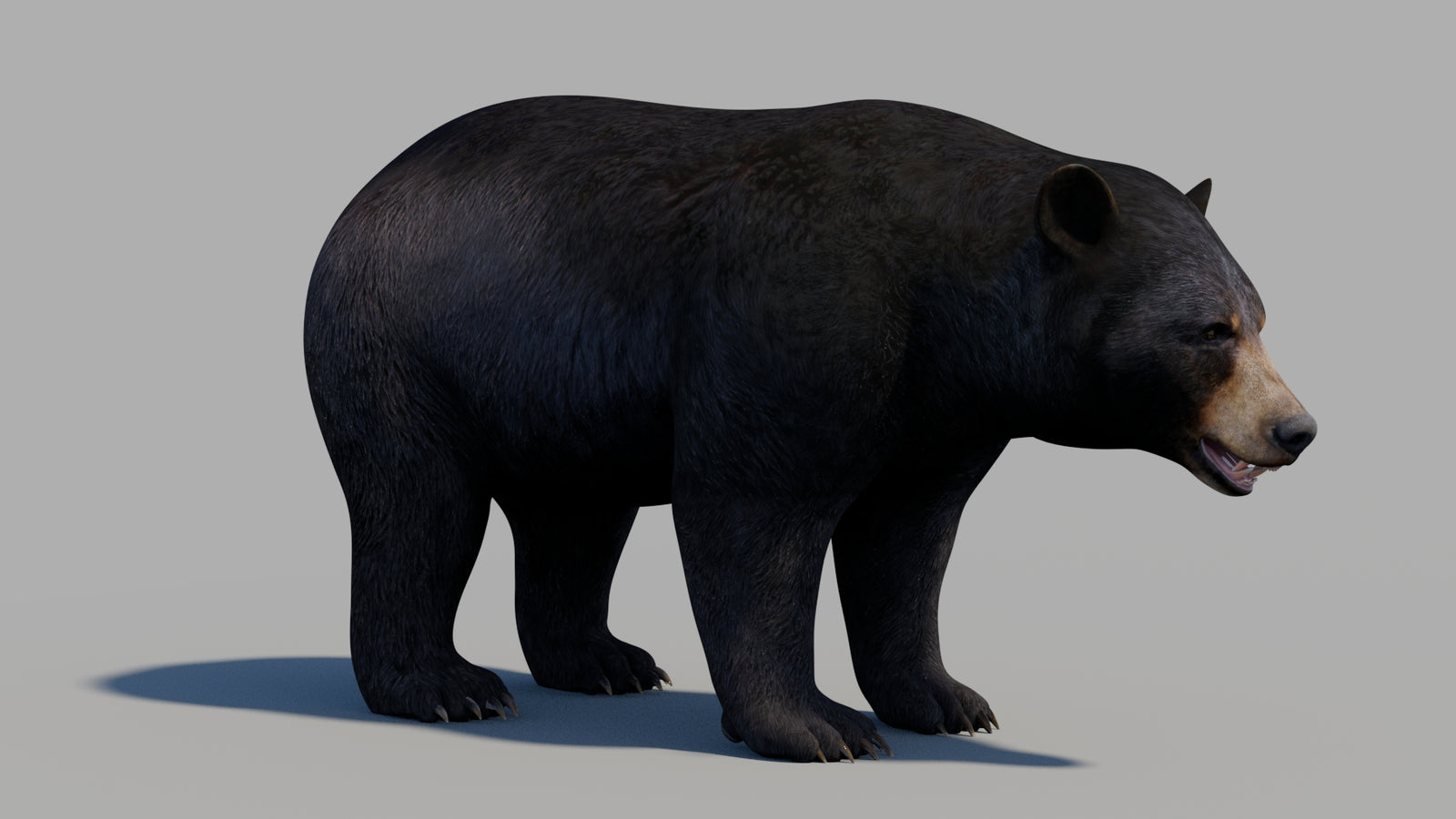 Black Bear 3D Model 360° view 1 frame 2