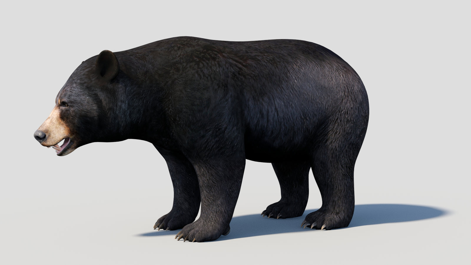 Animated Black Bear 3D Model 360° view 1 frame 3
