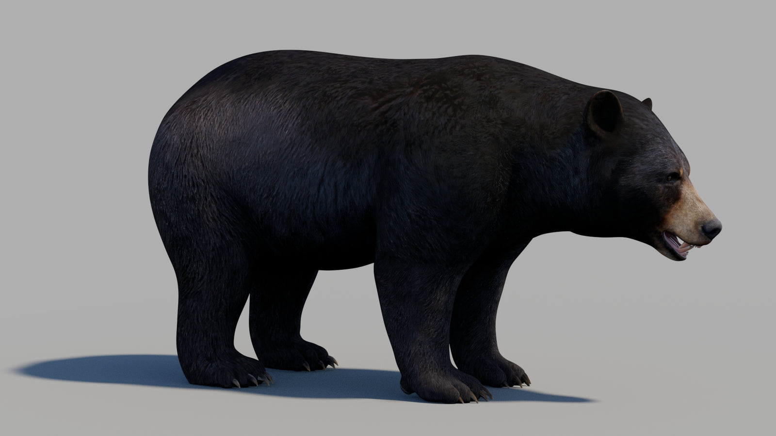 Black Bear 3D Model 360° view 1 frame 3