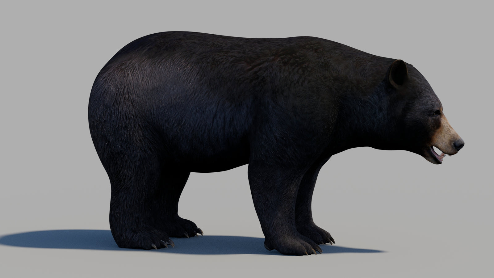 Black Bear 3D Model 360° view 1 frame 4