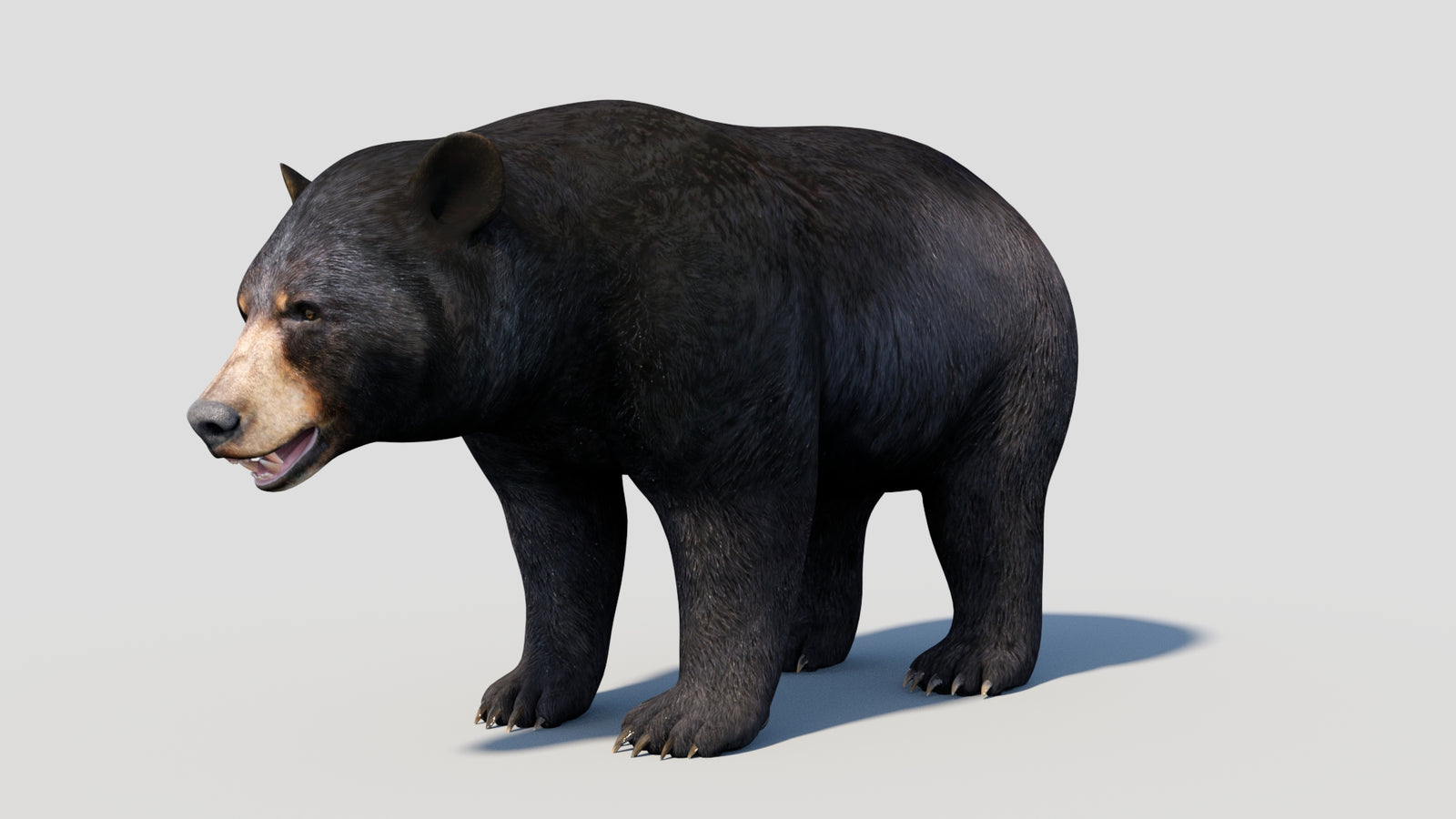 Animated Black Bear 3D Model 360° view 1 frame 5