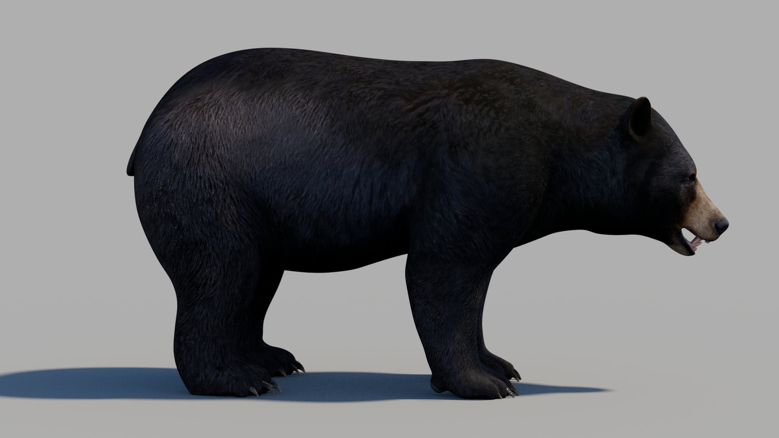Black Bear 3D Model 360° view 1 frame 5