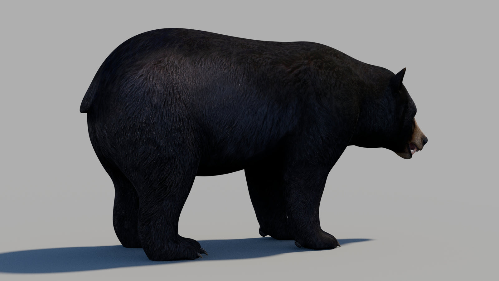 Black Bear 3D Model 360° view 1 frame 8