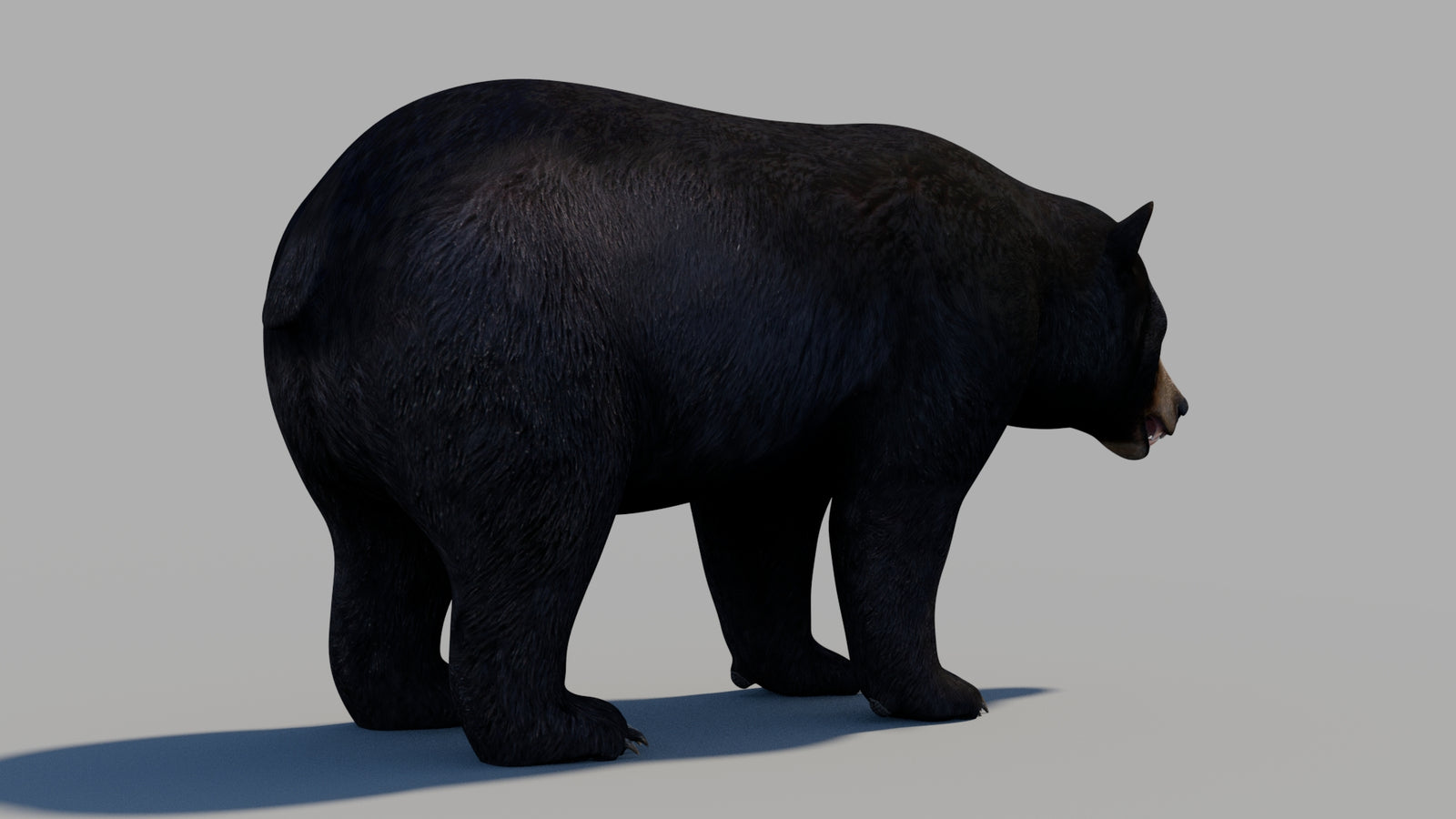 Black Bear 3D Model 360° view 1 frame 9