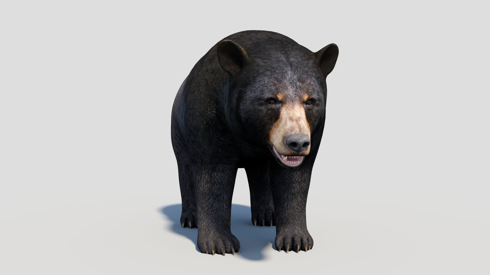 Animated Black Bear 3D Model 360° view 1 frame 10