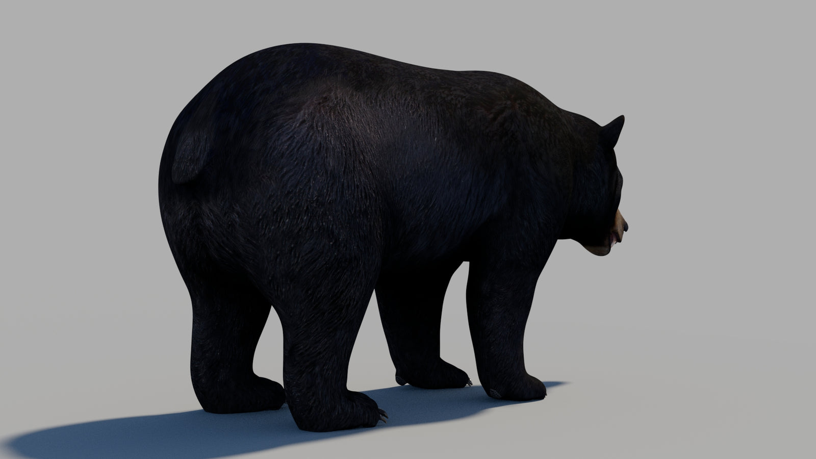 Black Bear 3D Model 360° view 1 frame 10