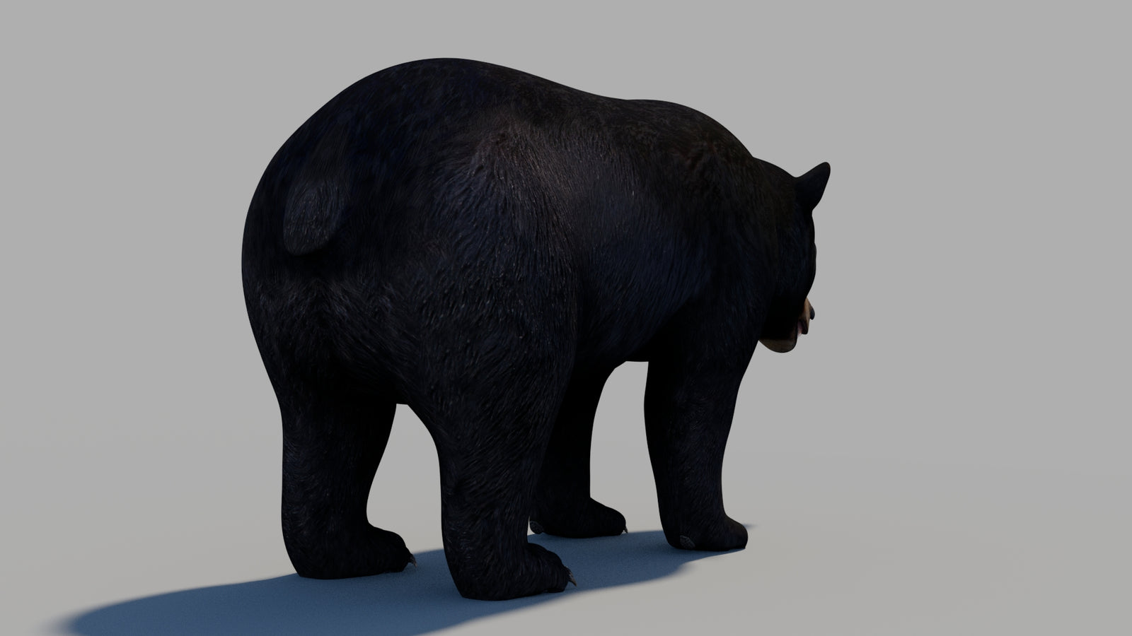 Black Bear 3D Model 360° view 1 frame 11